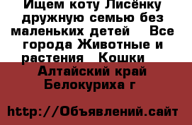 Ищем коту Лисёнку дружную семью без маленьких детей  - Все города Животные и растения » Кошки   . Алтайский край,Белокуриха г.